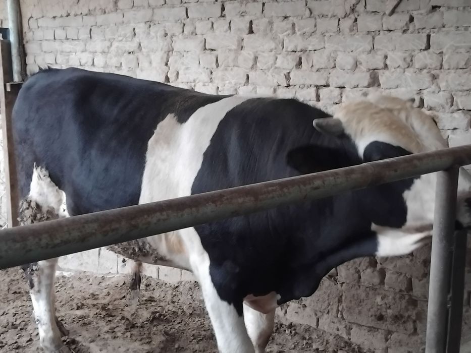 Бука Buqa sotiladi