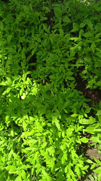 Рассада помидор розовые