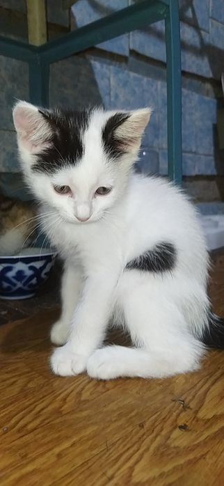 Котята, домашние