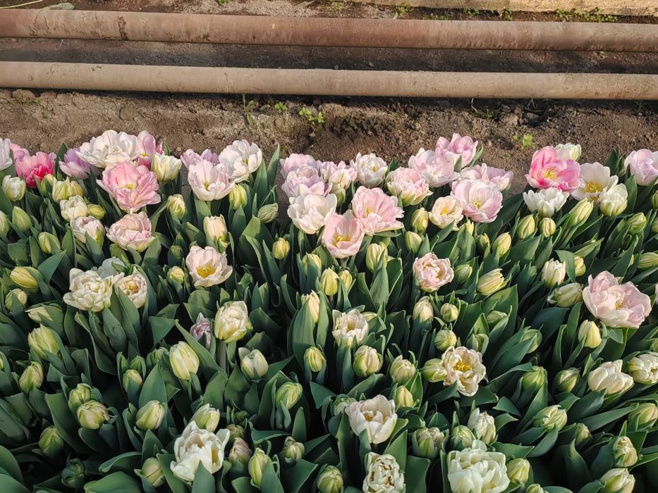 Тюльпаны только оптом