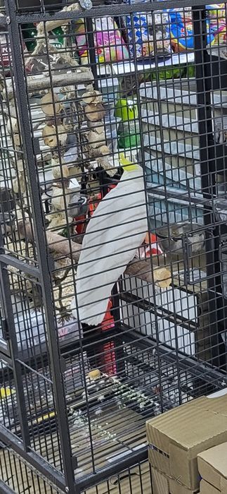 Какаду жёлтохохлый попугай