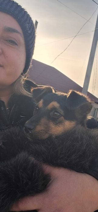 Щенок в хорошие руки