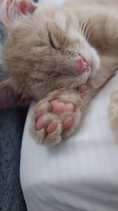 Отдам рыжего котика