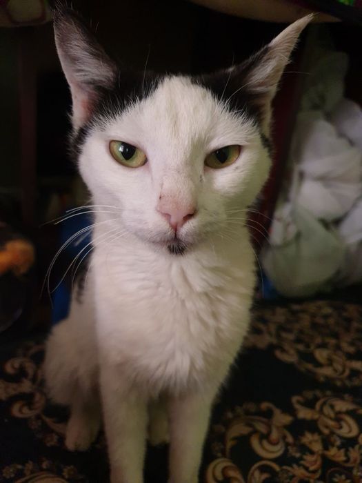 Отдам маму кошку с котятами в хорошие руки город навои