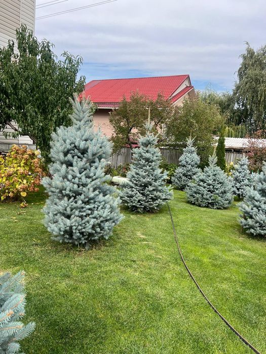 Голубые ели, супер Блю и хупси