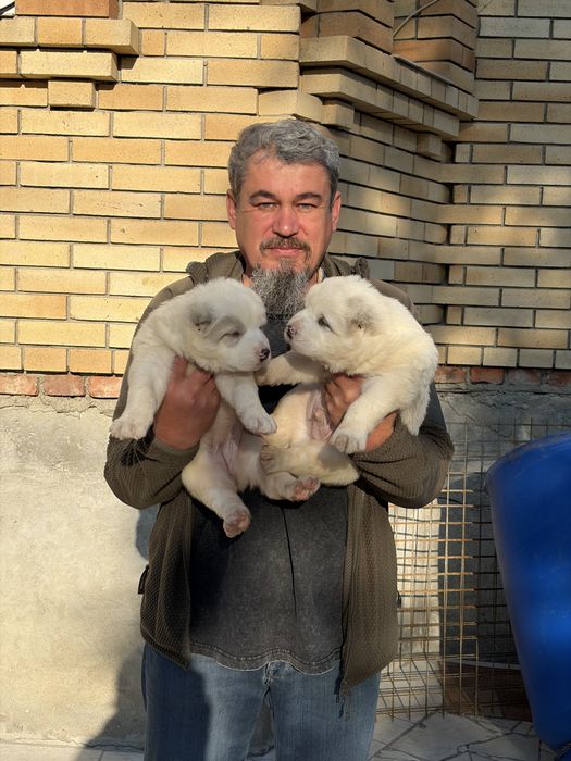 Продам Щенков Алабая