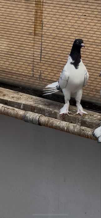 Голуби широкохвостые