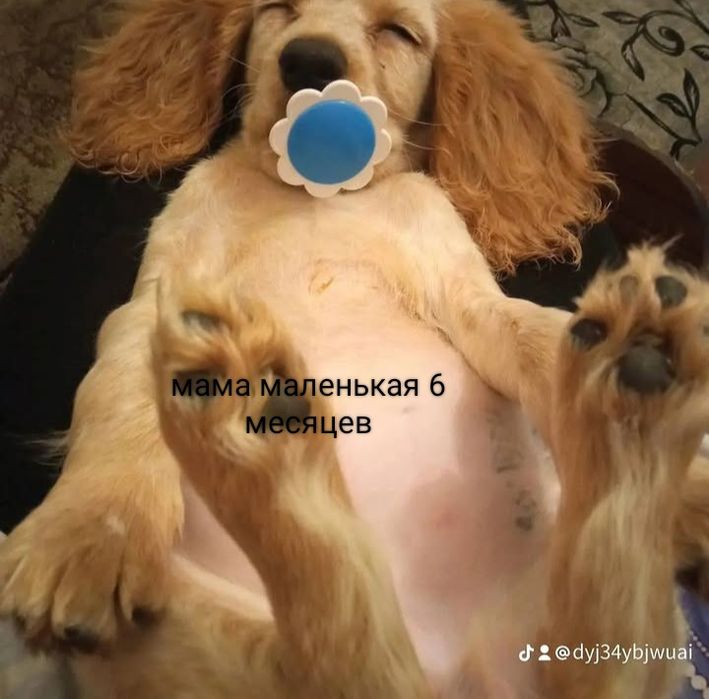 Русский спаниель чистокровный