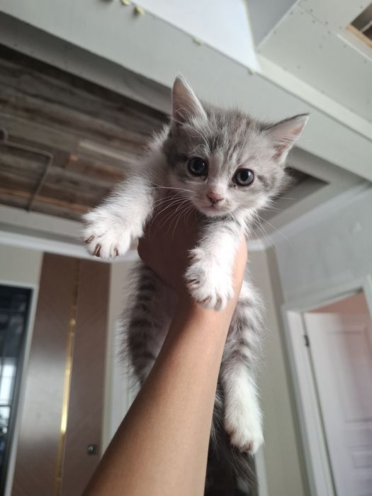 5 котят ищут добрых хозяев — 3+ месяца

5 милых котят, возраст 3+ меся