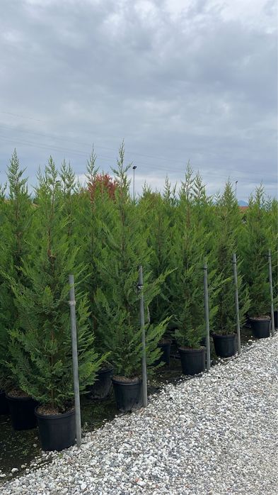 Leylandii chiparos . PEPINIERA FLORESTI ..