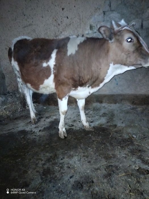 1-Tug'ish 7-oylik To'q Bug'oz  G'unojin