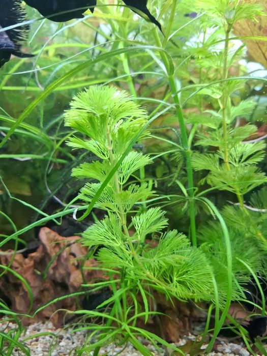 PLANTE de acvariu