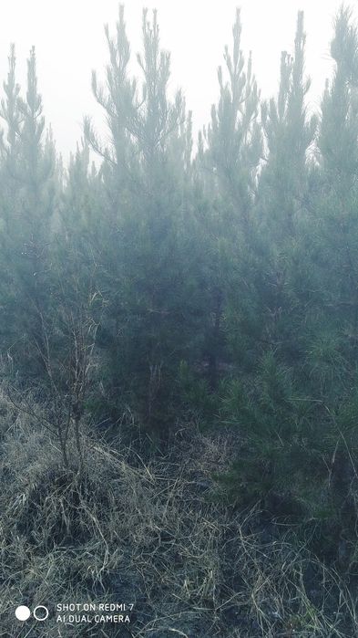 Archa sasna Eldarskiy