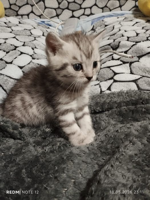 Продам котят скоттиш-страйт