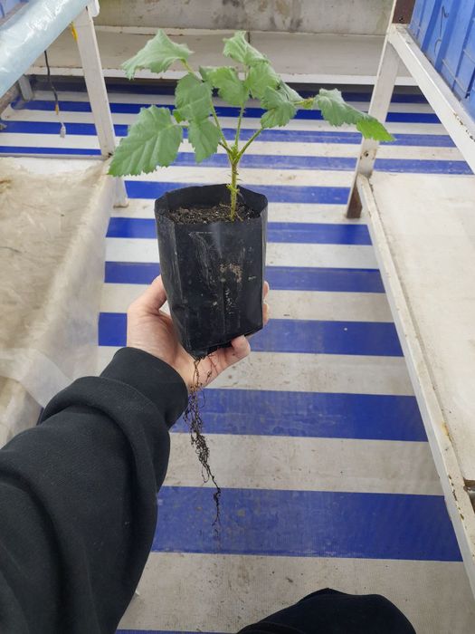 Tayberry (Ejemalina) ko'chatlari