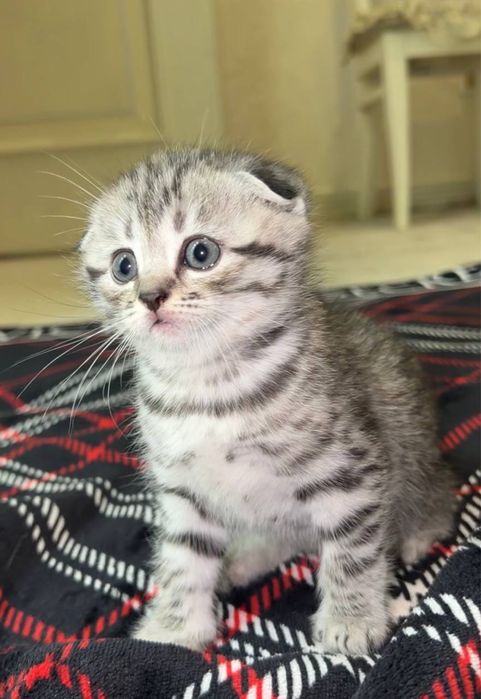 Чистокровные котята