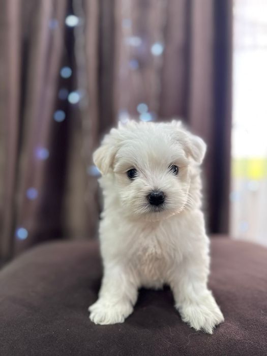 Щенки мальтийской болонке