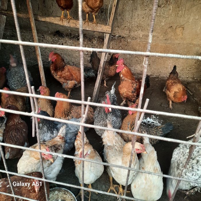 Продаются петушки