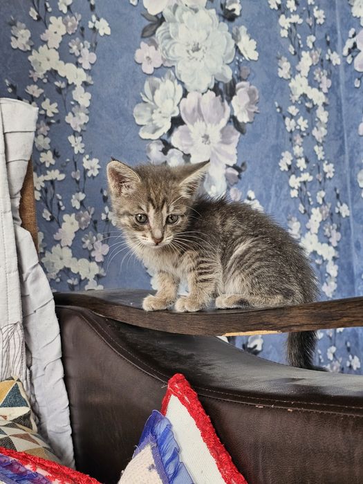 Отдаётся  котенок
