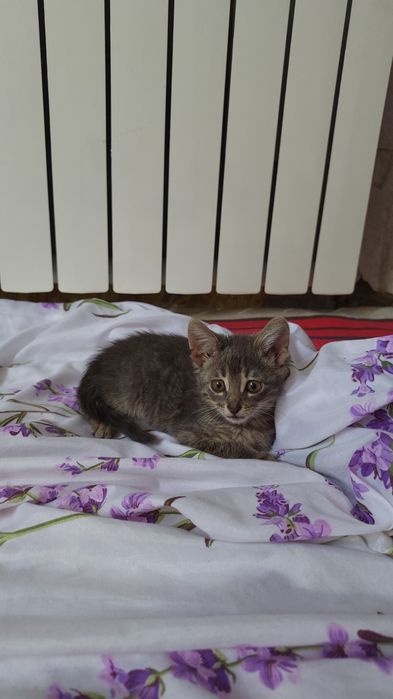 Отдам котенка в хорошие руки