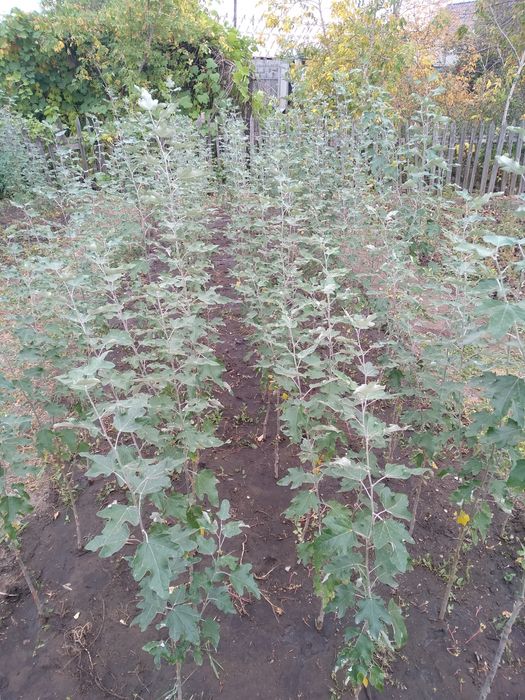 Тополь пирамидальный Саженцы