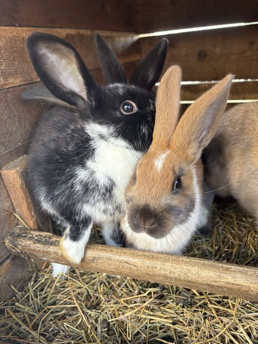 Vând iepuroaică cu puii .