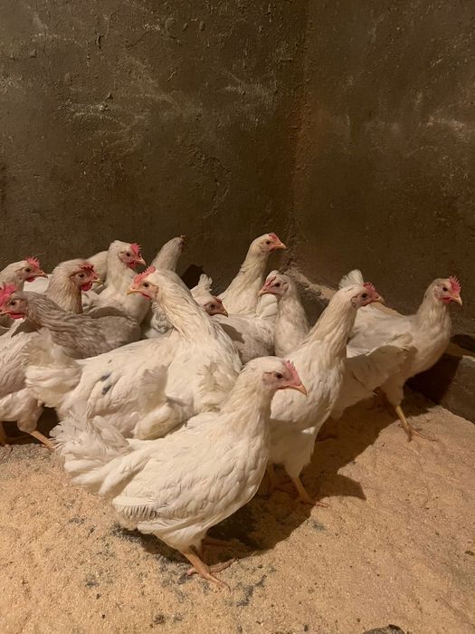 Куры молотки КОРАЛЫ 5 месяцев