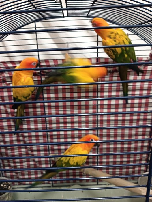 Vând papagali aratinga soarelui