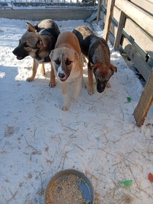 Отдам даром щенков