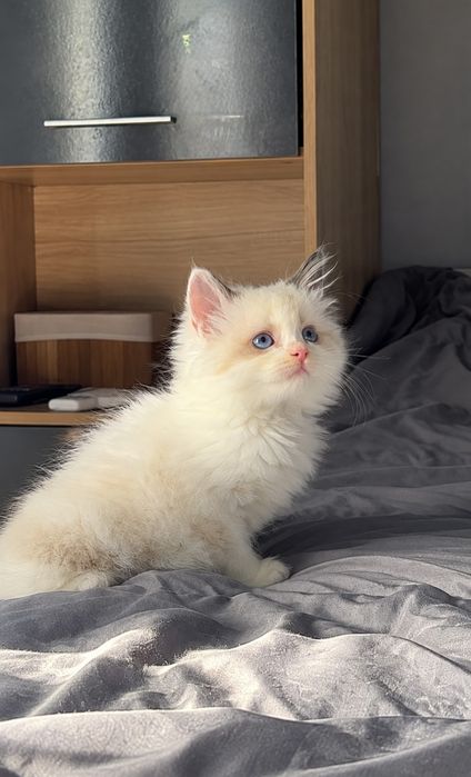Рагдол Регдол Ragdoll