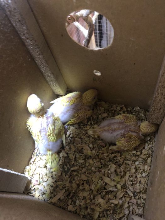 Валнысты лимон сотилади козлари кизил