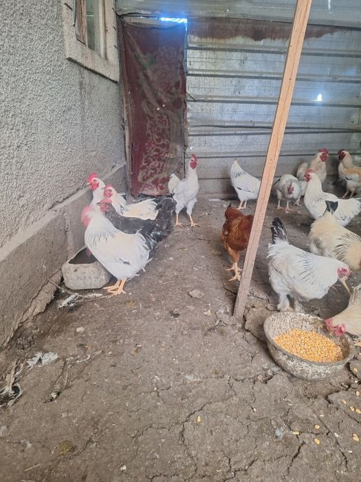 Продам петухов молотки