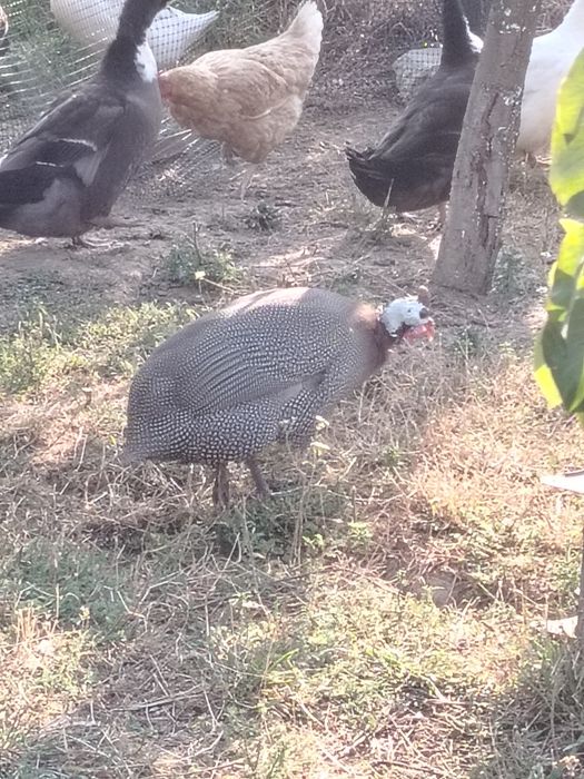 Vand mascul de bibilica