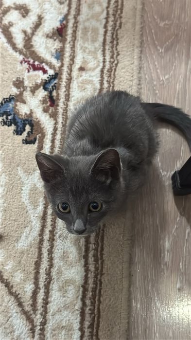 Продам серого котёнка, мальчик, 3 месяца
