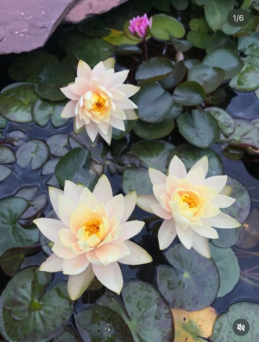 Нимфеи, водные лилии