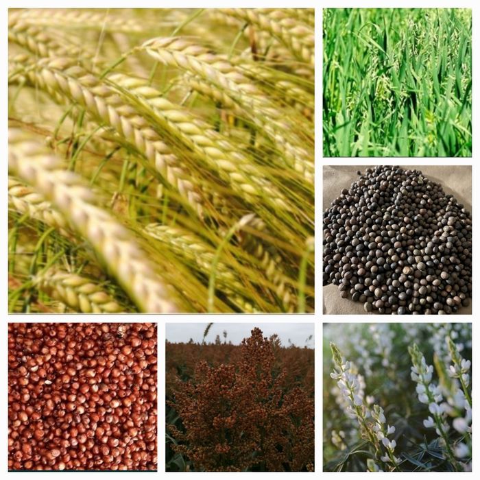 Sămânță Lucerna Certificata, Trifoi , Sparceta, Mazariche, iarba, Amestec furajer, Grau, Orz Triticale
