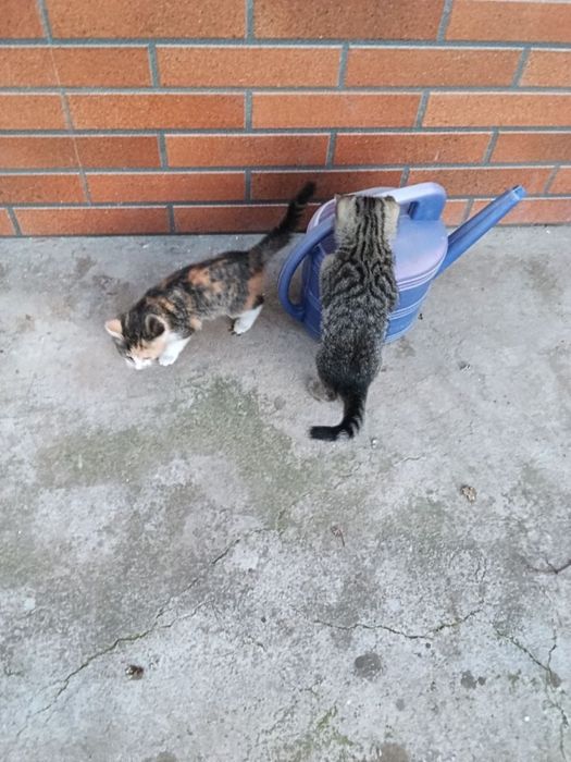 Отдам котят в хорошие руки