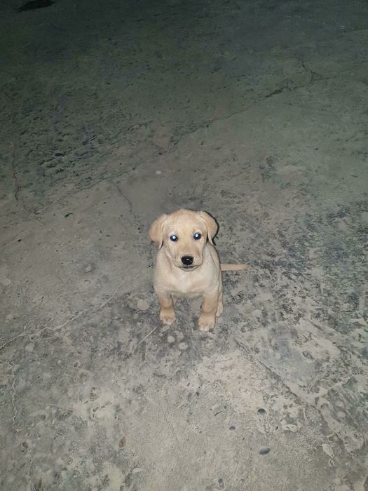 lablador лабладор собака