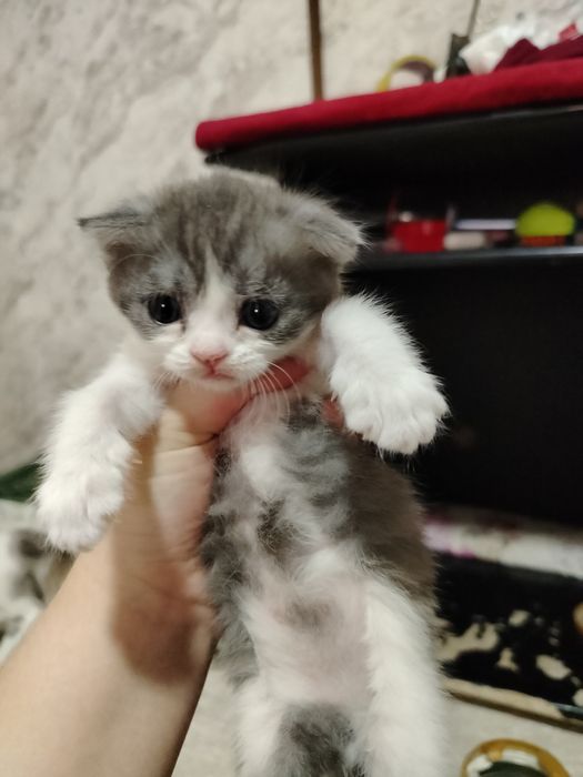 «Продам котят, 1 месяц, здоровые»