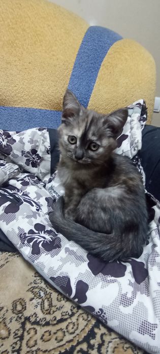 Продам котёнка ( девочка).