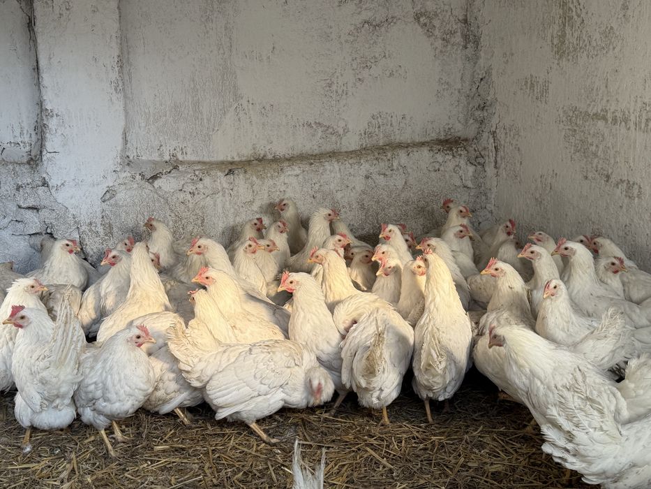 Разплодени яйца от Бял Легхорн