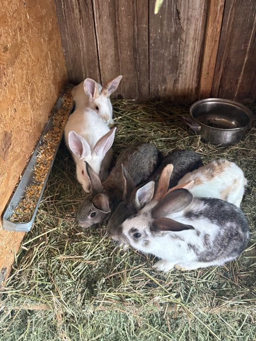 pui de iepurasi de vanzare