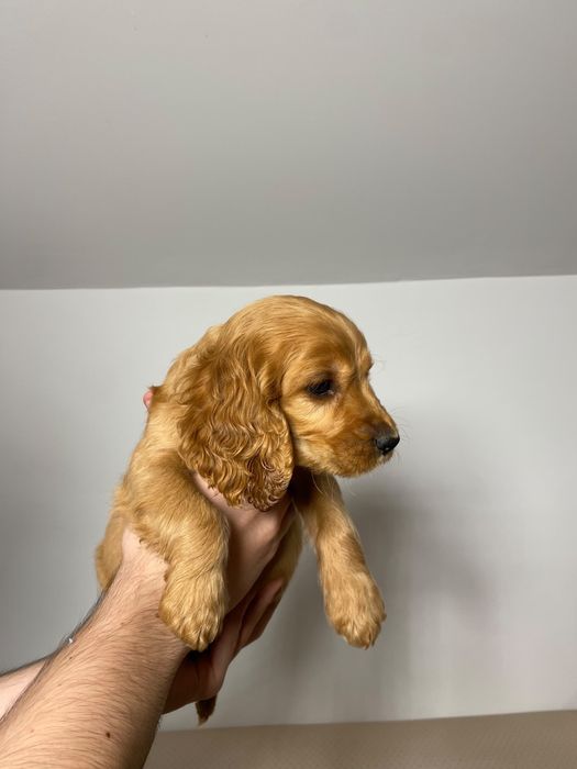 Cocker Spaniel baiat