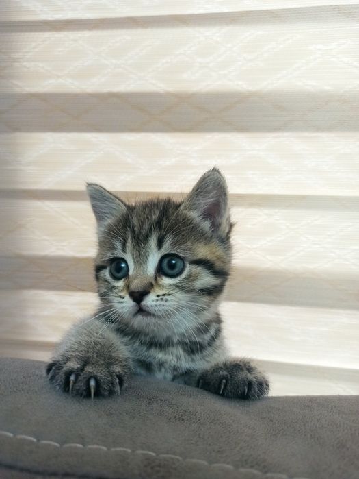 Котята 40-50 дней отроду