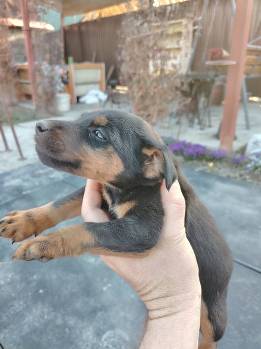 Продам щенков ягдтерьера