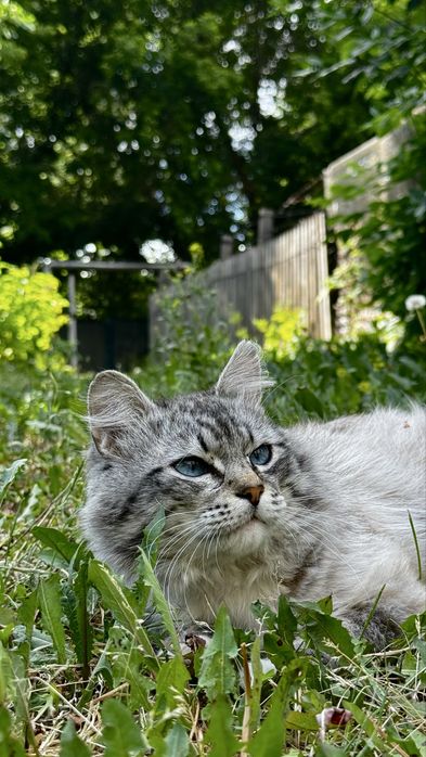 Отдам кота. Мальчик кот ищет дом