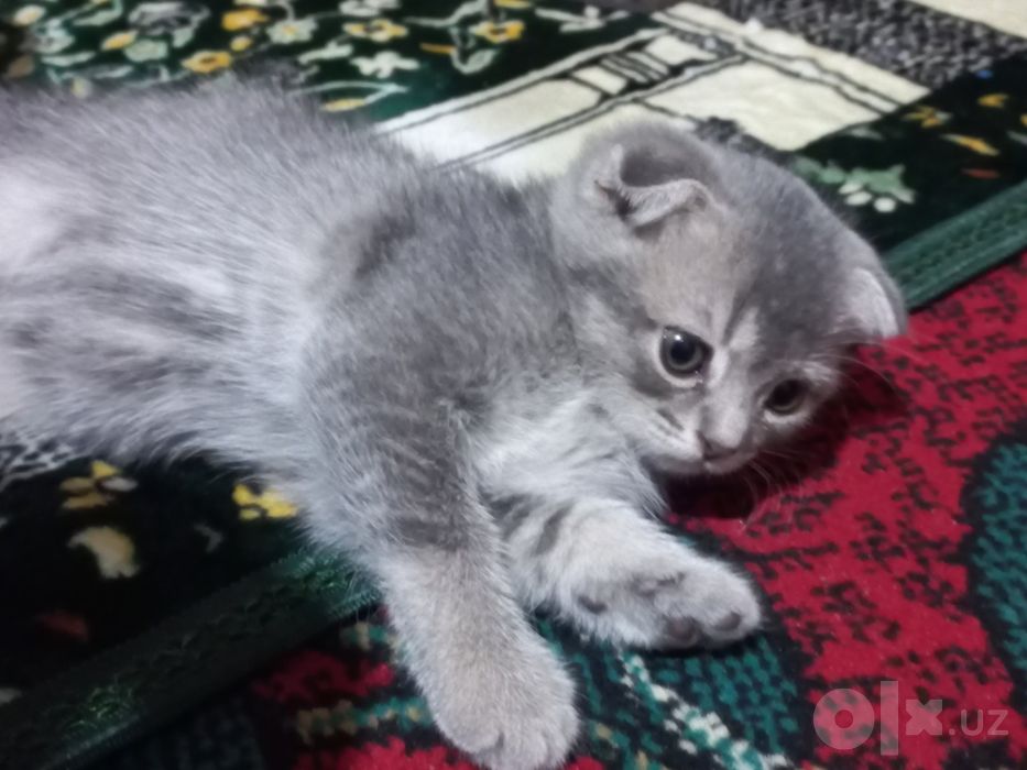 Scottish Fold, Scottish Straight