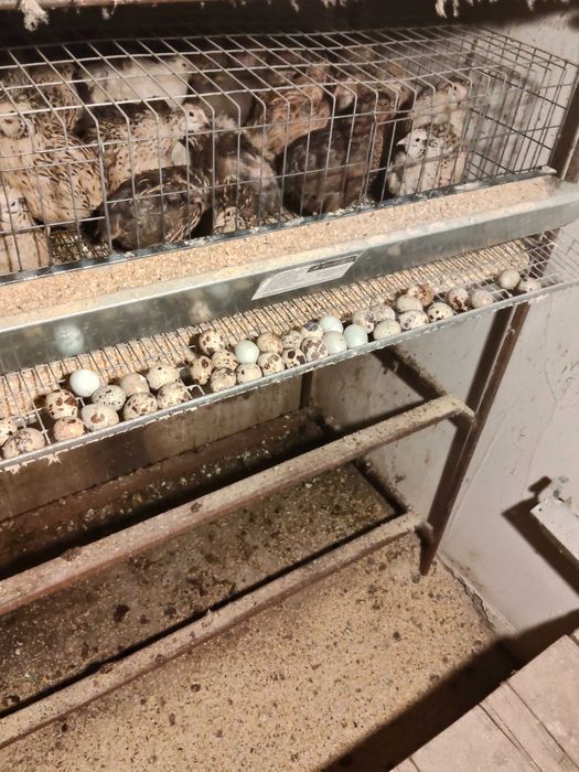 Oua de prepelita pentru incubat