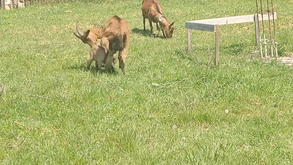 Vând 2 capre  alpine si doi iezi