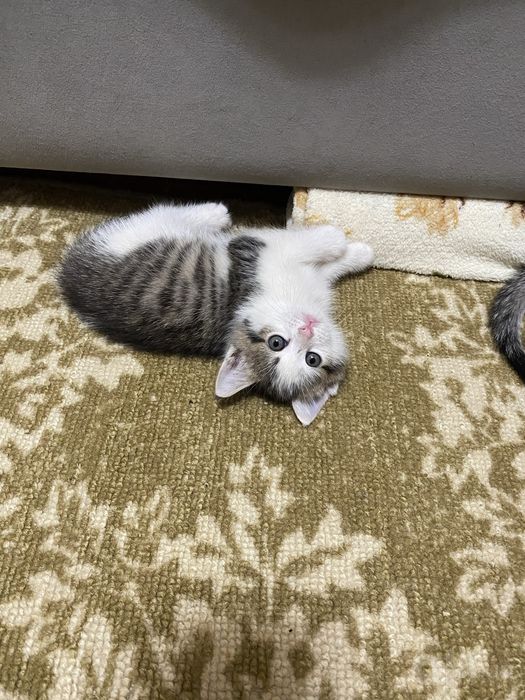 Котята Страйк Висло ушки смешиные